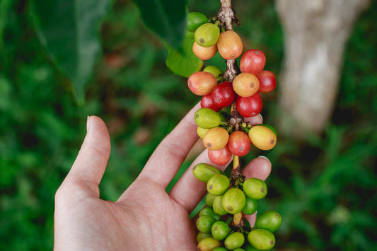 Coffee Plant Photo by Katya Ross on Unsplash