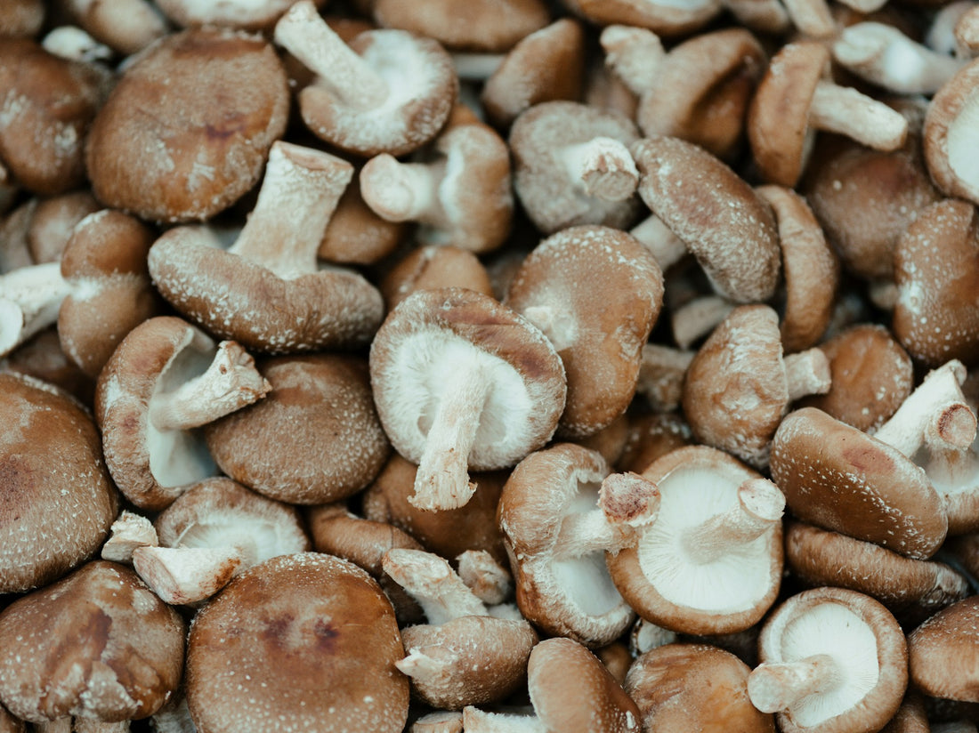 Shiitake Mushrooms Photo by Kier in Sight Archives on Unsplash