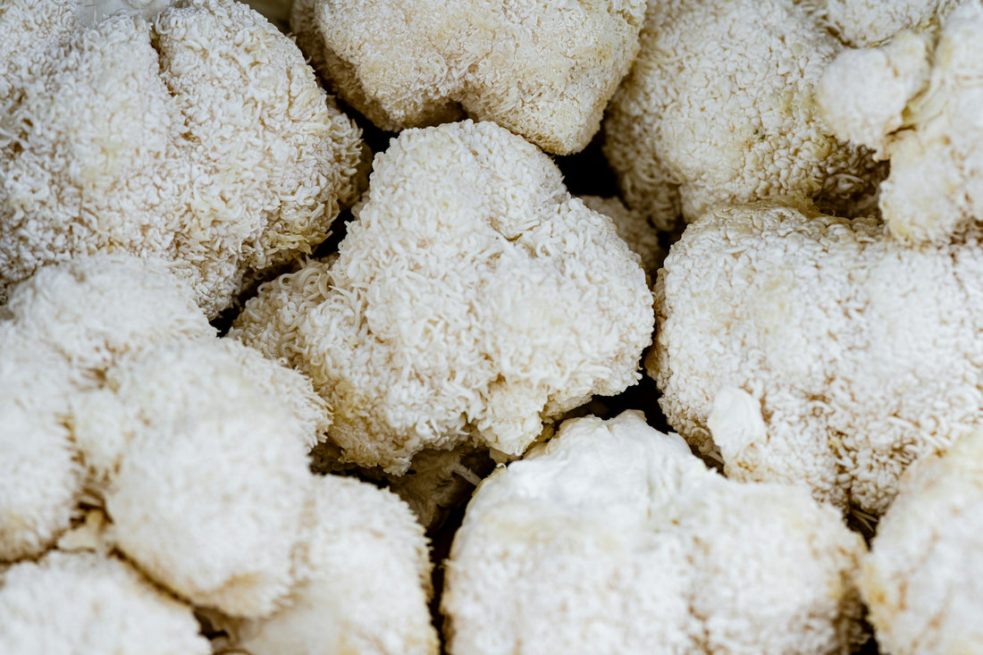 Lions Mane Mushrooms Photo by Kier in Sight Archives on Unsplash