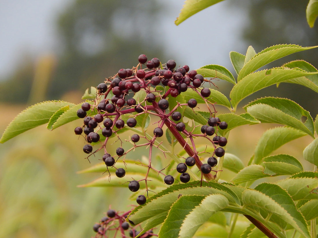 Elderberries Photo by Maddy Weiss on Unsplash