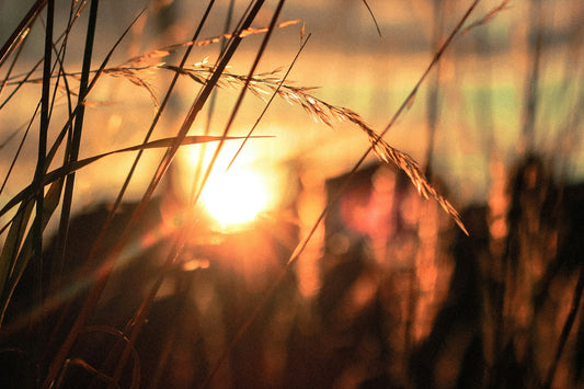 Sunrise Field Photo by Rose Erkul on Unsplash